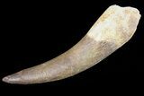 Fossil Plesiosaur (Zarafasaura) Tooth - Morocco #81819-1